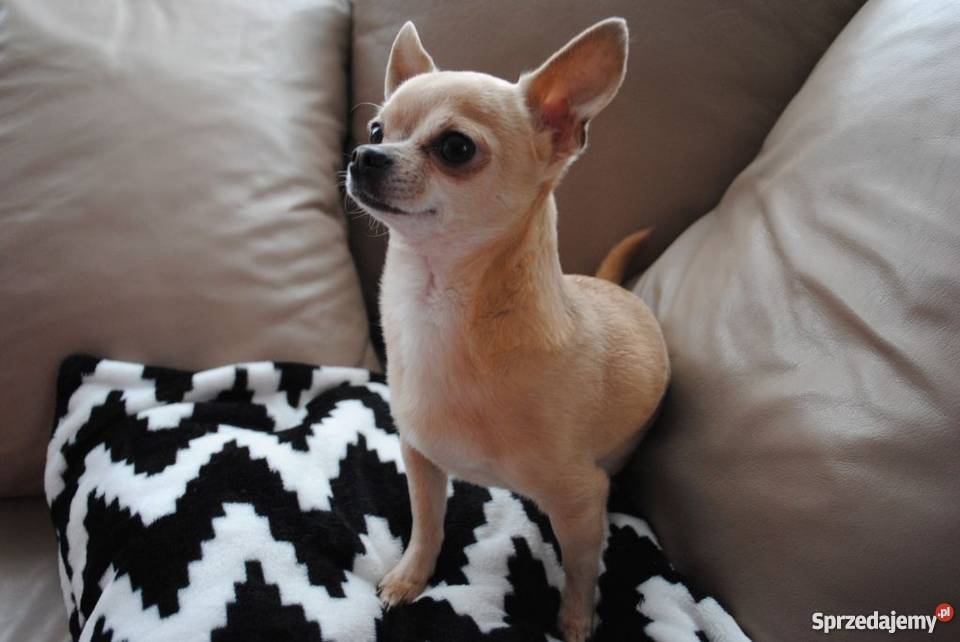 Krycie chihuahua reproduktor Lublin