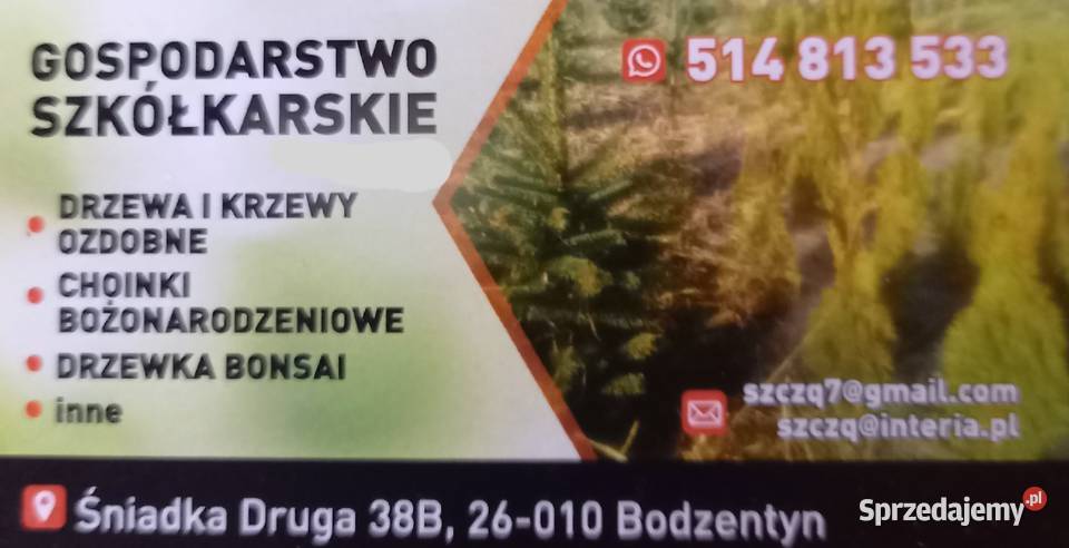 Choinki świerk jodła hurt detal Pozostałe sprzedam