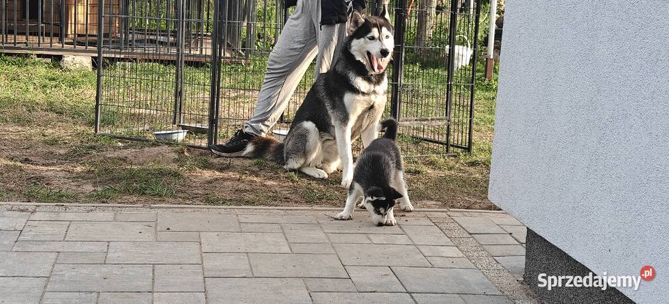 Husky śliczne psiaki z rodowodem Turzno