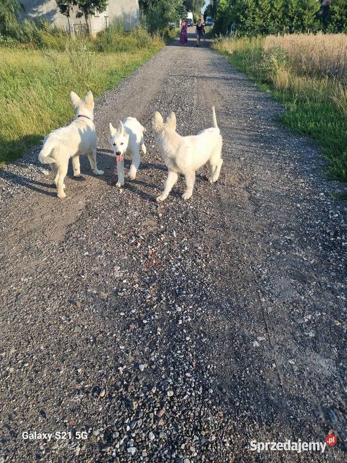 Owczarek Szwajcarski długowlosy Mogilno