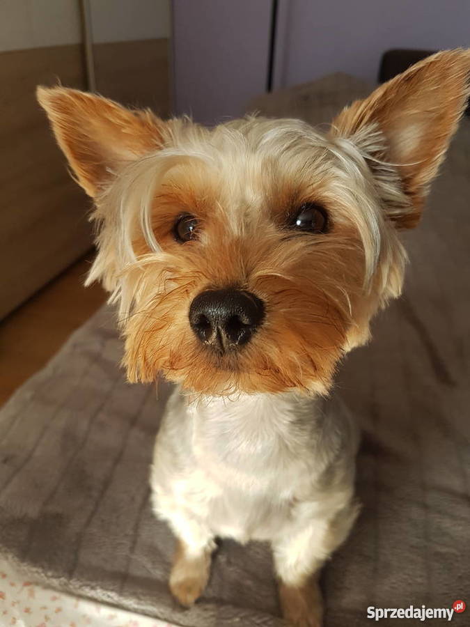 Okazja Yorkshire terrier York Baniocha