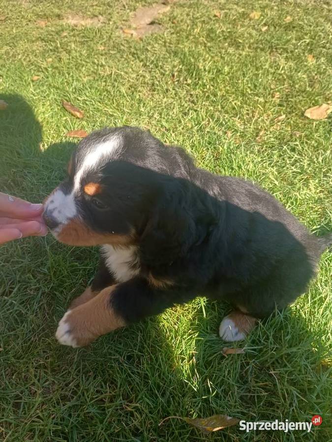 Berneński Pies Pasterski sprzedam