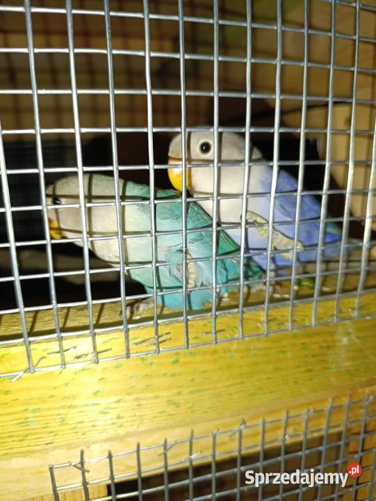 Papugi nierozłączki sprzedam