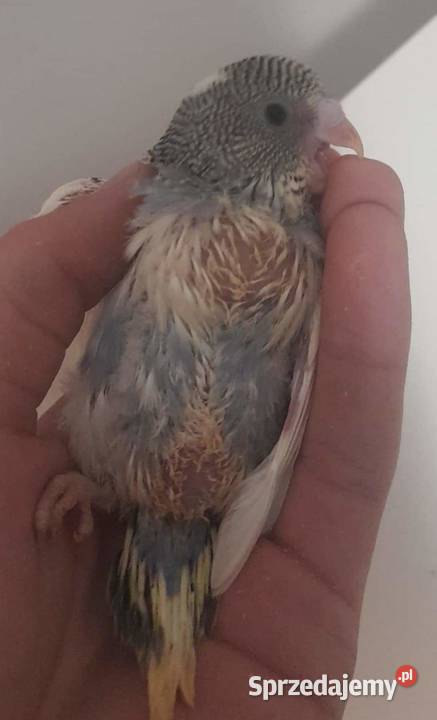 Papuga Falista Ręcznie karmiona Tczew sprzedam