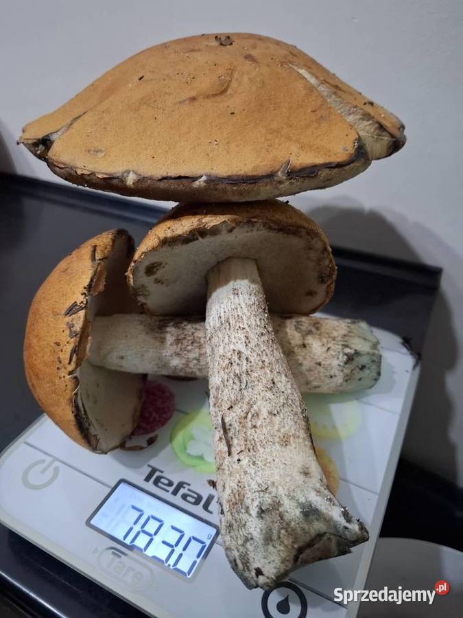 Grzyby rydze prawdziwki kozaki Kraków sprzedam