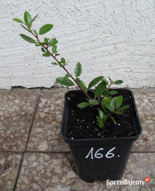 OGNIK SZKARŁATNY Red Column sadzonki w Liściaste kujawsko-pomorskie Ustronie sprzedam