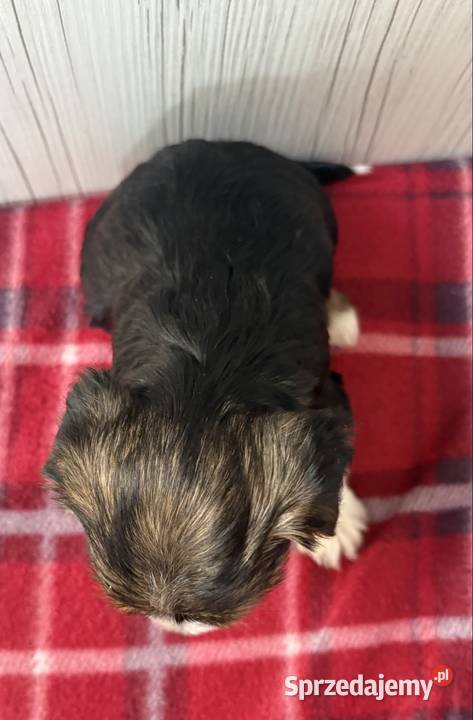 Do Rezerwacji Pestka Yorkshire Terrier Biewer