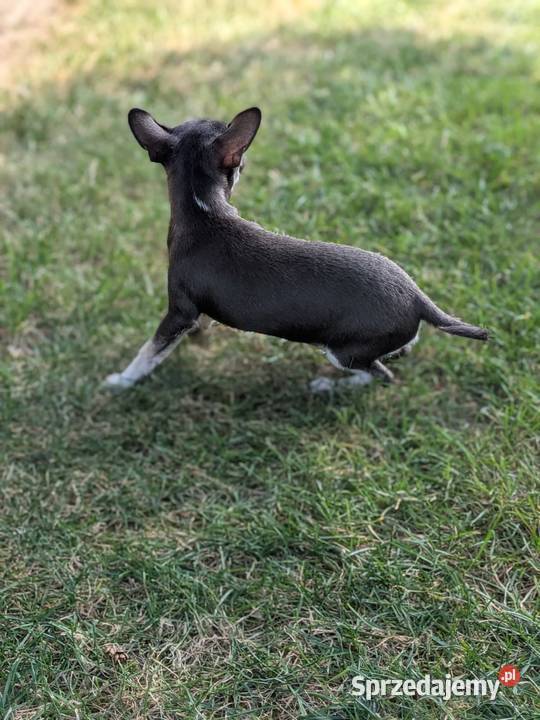 Chihuahua suczka xxs Szczaworyż