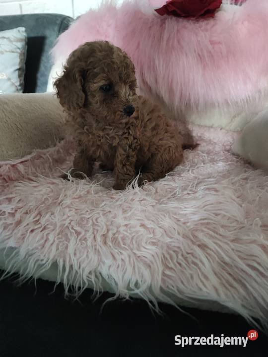 Pudelki toy szczenięta Bolesławiec