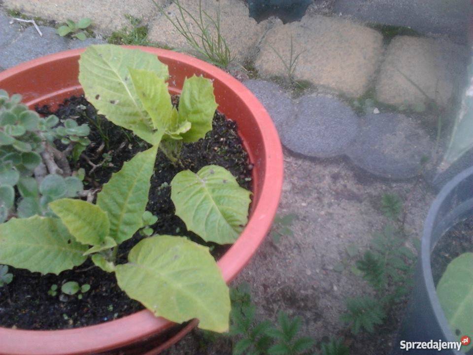 DATURY SADZONKI kwiaty doniczkowe ukorzenione Wyszogród sprzedam