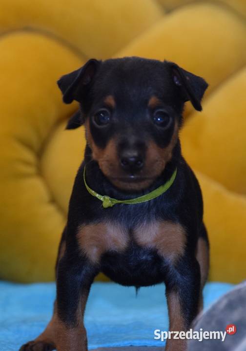 Szczenięta Pinczer Miniaturowy ZKWP fci Łochów