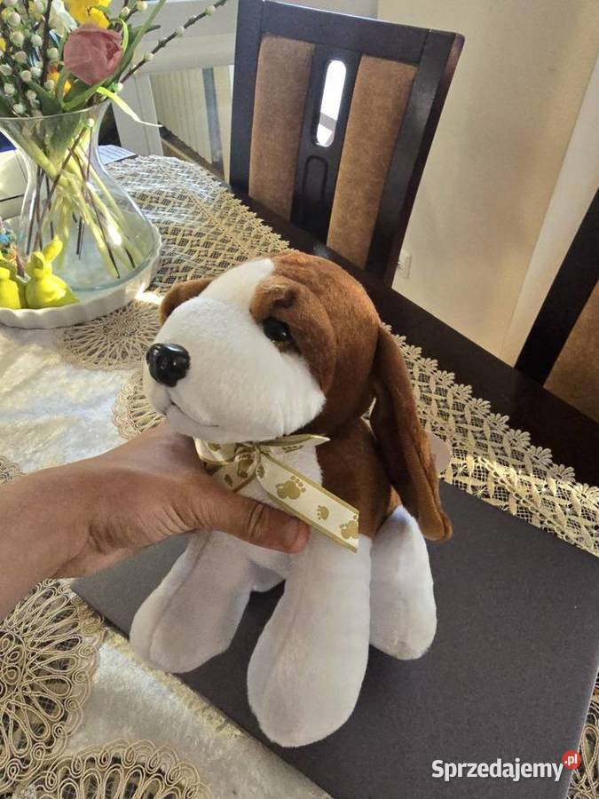 Maskotka piesek beagle podlaskie Łomża