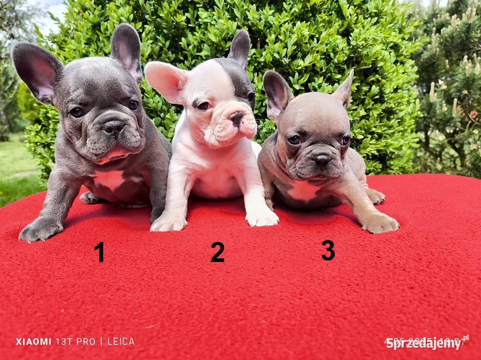 Piękne szczenięta Buldogi francuskie Buldożki sprzedam