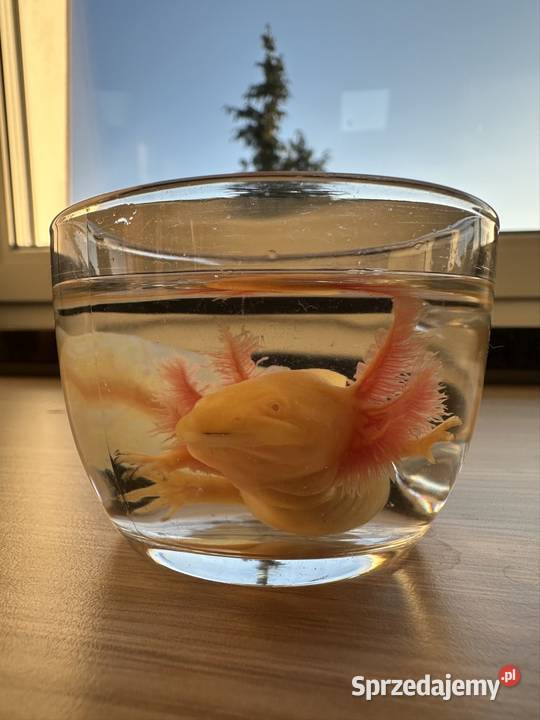 Axolotl Aksolotl Salamandra Meksykańska Kępno