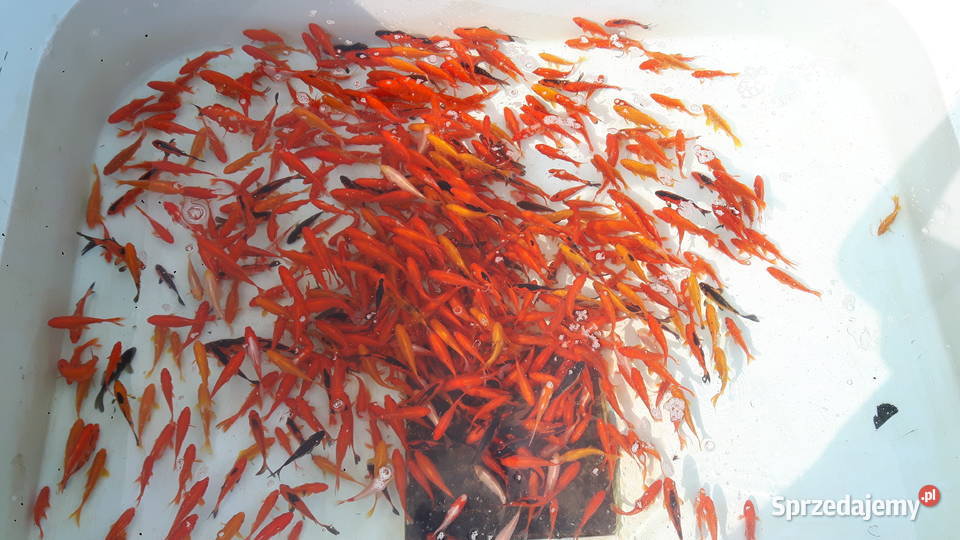 KARAŚ KOLOR KARP KOI AMUR TOŁPYGA LIN RYBY DO Ryby