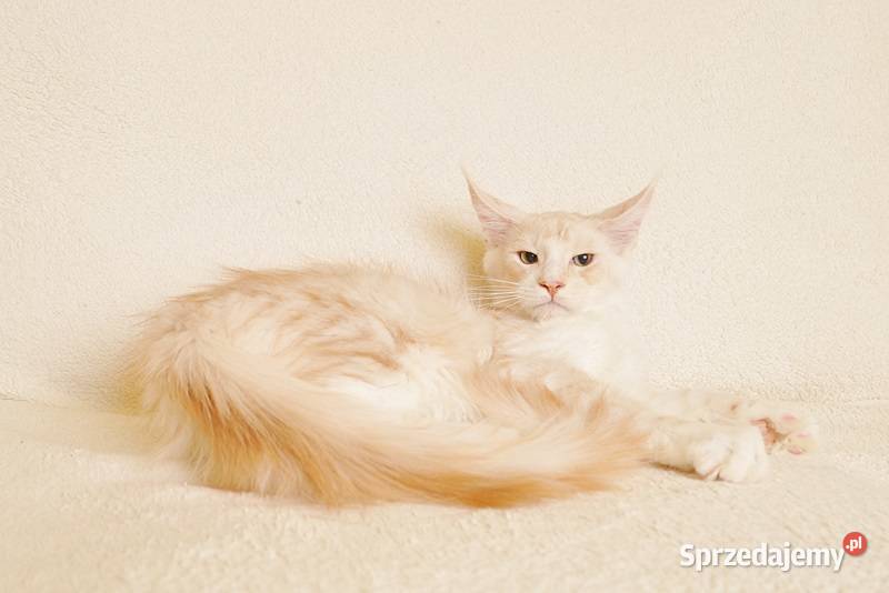 Przepiękny kocurek Maine Coon GOTOWY DO ODBIORU Maine Coon Białystok sprzedam