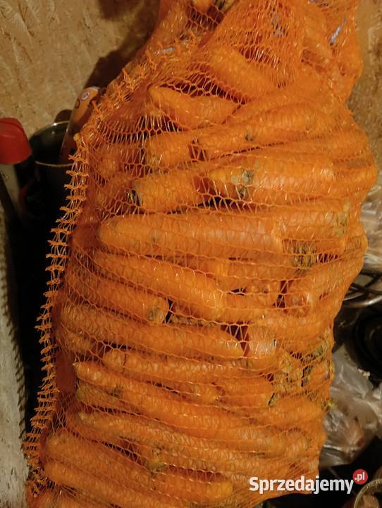 Marchew Zwierząt mazowieckie