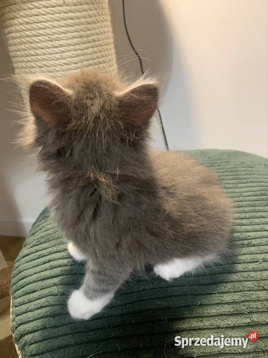 Maine Coon Srebny z białym klasycznie pręgowany Warszawa sprzedam