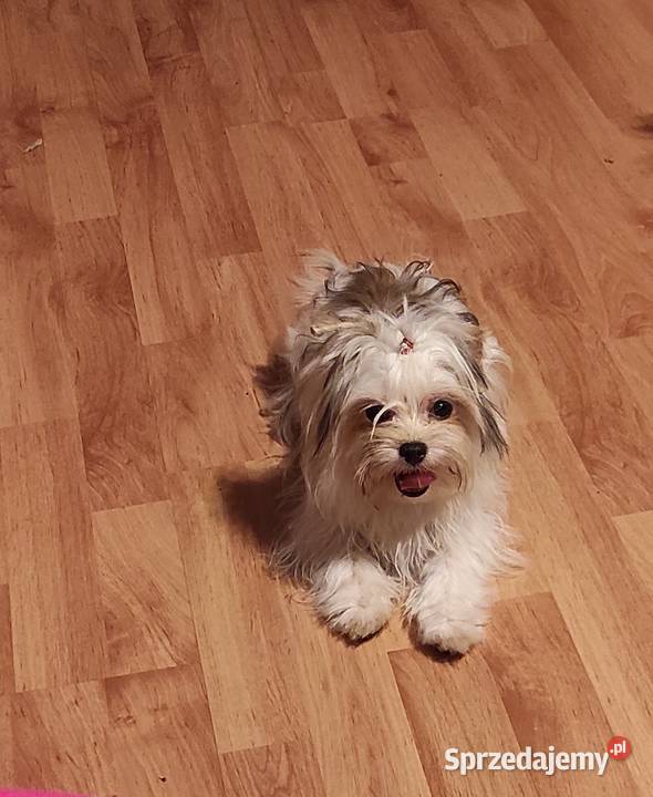 Śliczne suczki York Biewerek z rodowodem Stare Polesie sprzedam