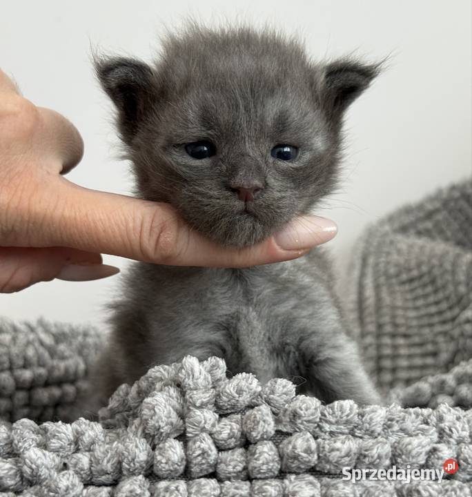 Kocięta Maine Coon do odbioru i rezerwacji dolnośląskie Wrocław
