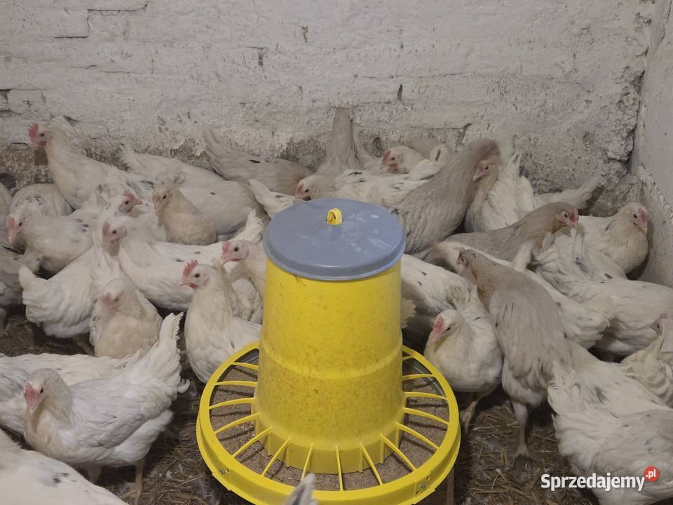 Kury nioski leghorn rosa lohman sandy Nowa Karczma sprzedam