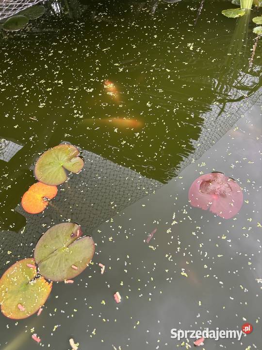 Narybek karasi koi Bonarówka