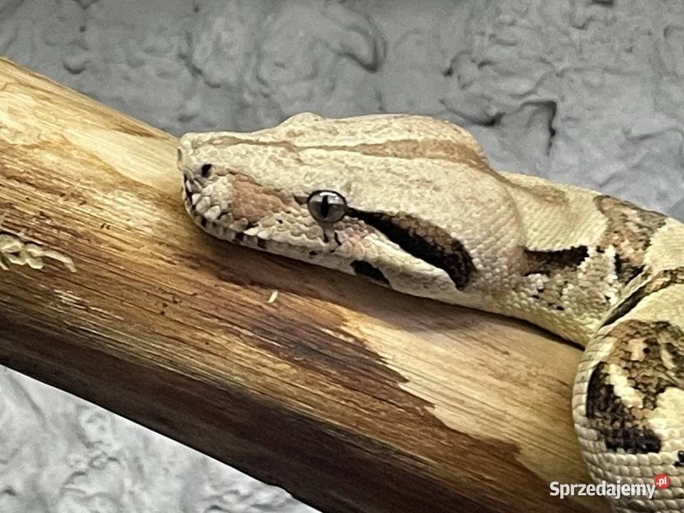 Samiec Boa imperator