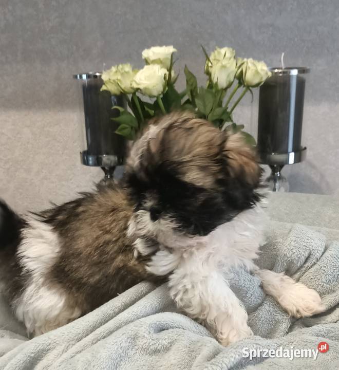 Shih Tzu piesek TOBI rodowód