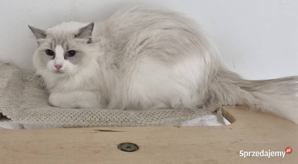 Kotka Do Adopcji łódzkie Łódź