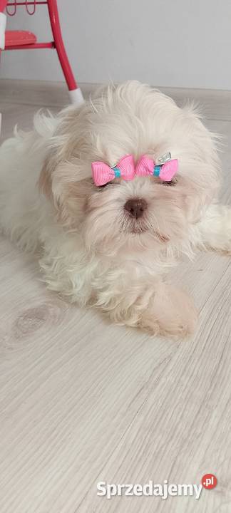 Przepiękna biała suczka rasy ShihTzu Namysłów sprzedam
