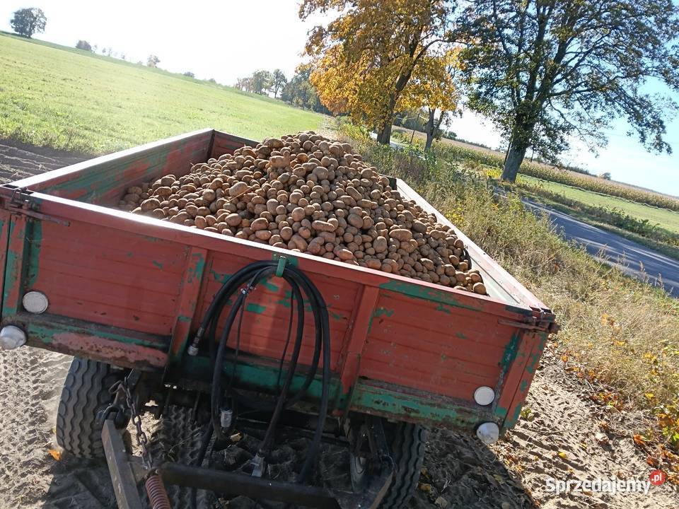 Sprzedam ziemniaki Nowa Wiśniewka