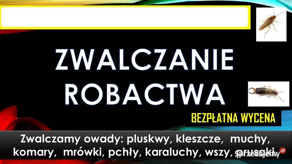 Dezynfekcja pchły zwalczanie likwidacja pcheł Wrocław