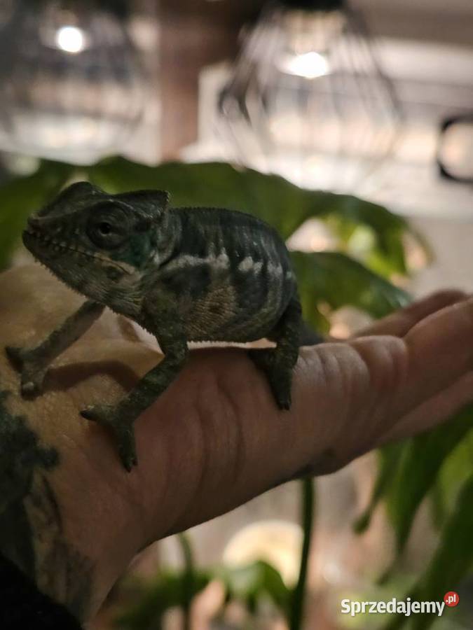 Kameleon lamparci mlode Koszalin