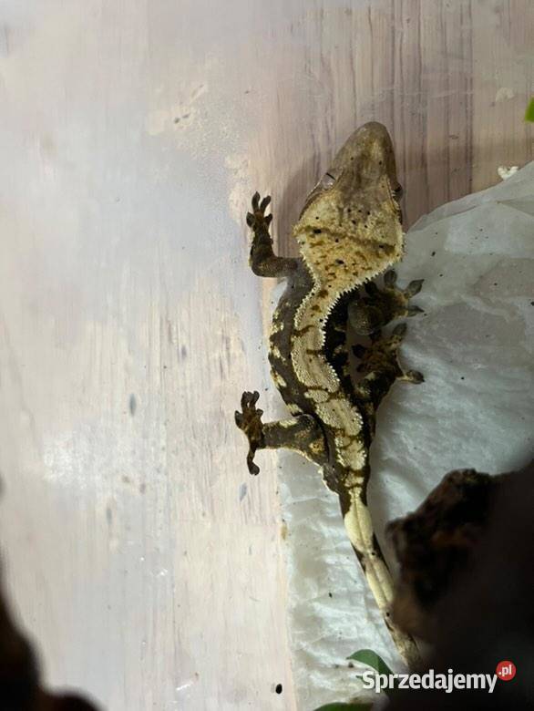 Gekony orzęsione Radom