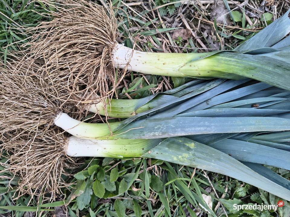 Por Ostrowiec Świętokrzyski