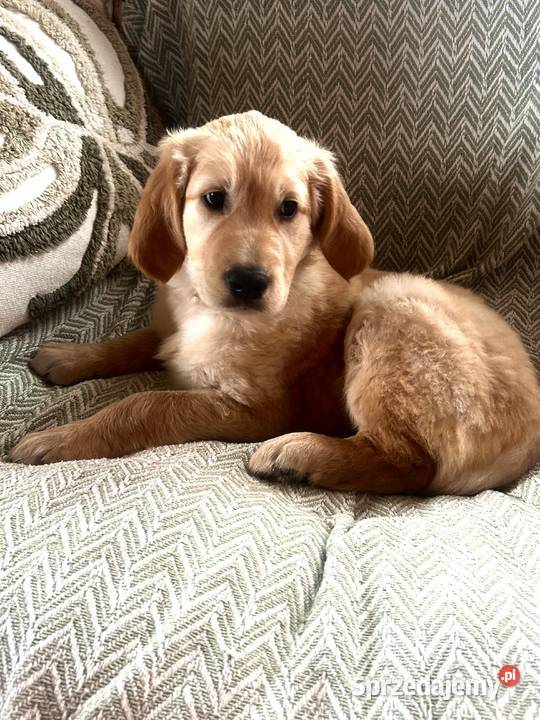 Złoty Golden Retriever Dąbrowa Tarnowska