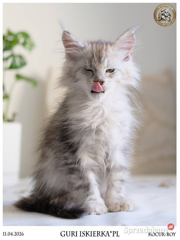 Guri uroczy jegomość kocurek maine coon