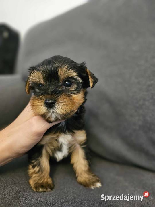 Yorkshire Terrier Samiec z Chipem Wyprawka Częstochowa