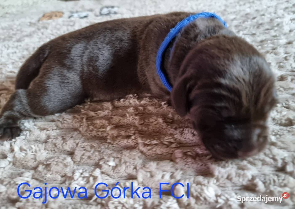 Szczęnieta Labrador Retriever FCI ZkwP oWrocław dolnośląskie Gaj Oławski