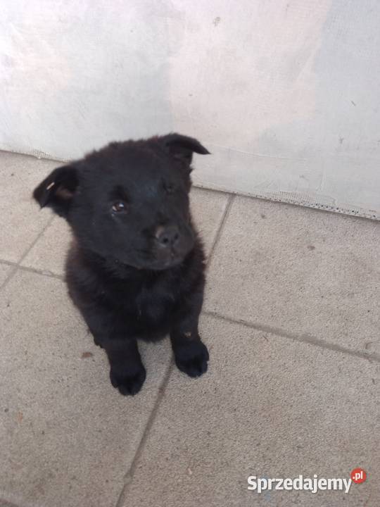 Szczeniaki pół chow chow Łańcut