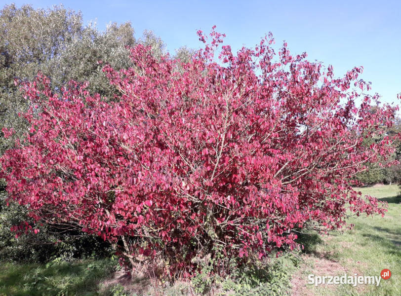 DEREŃ ŚWIDWA Cornus sanguinea NASIONA 150 sztuk Lubanie