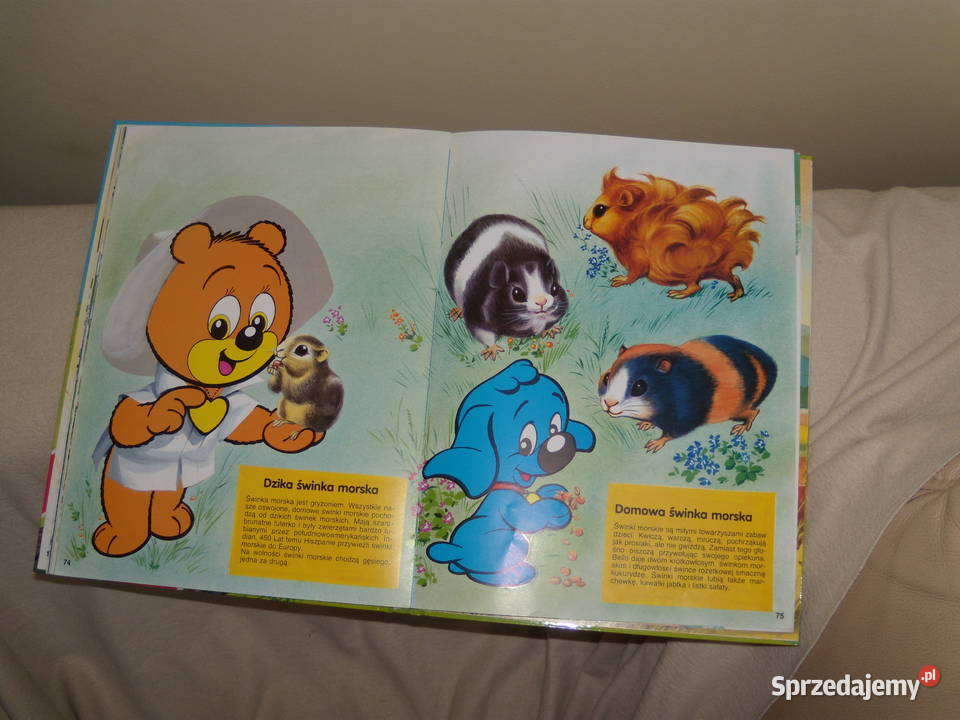 Miś Bussi przedstawia świat zwierząt Warszawa