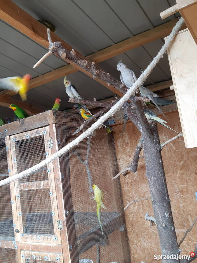 Oratrix barwinka senegalka Ptaki Trojanów