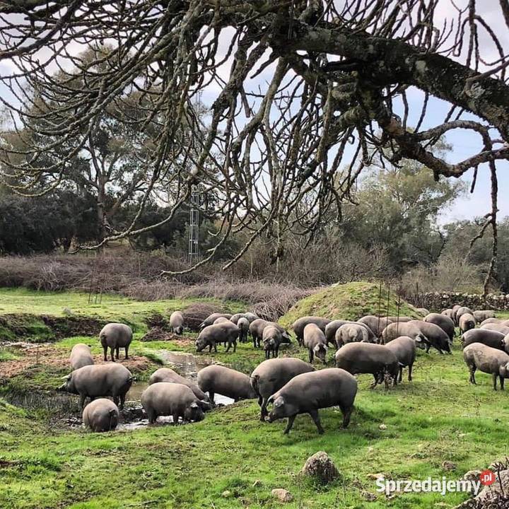 SALCHICHÓN DE BELLOTA 100 IBRICO ARTURO SANCHEZ