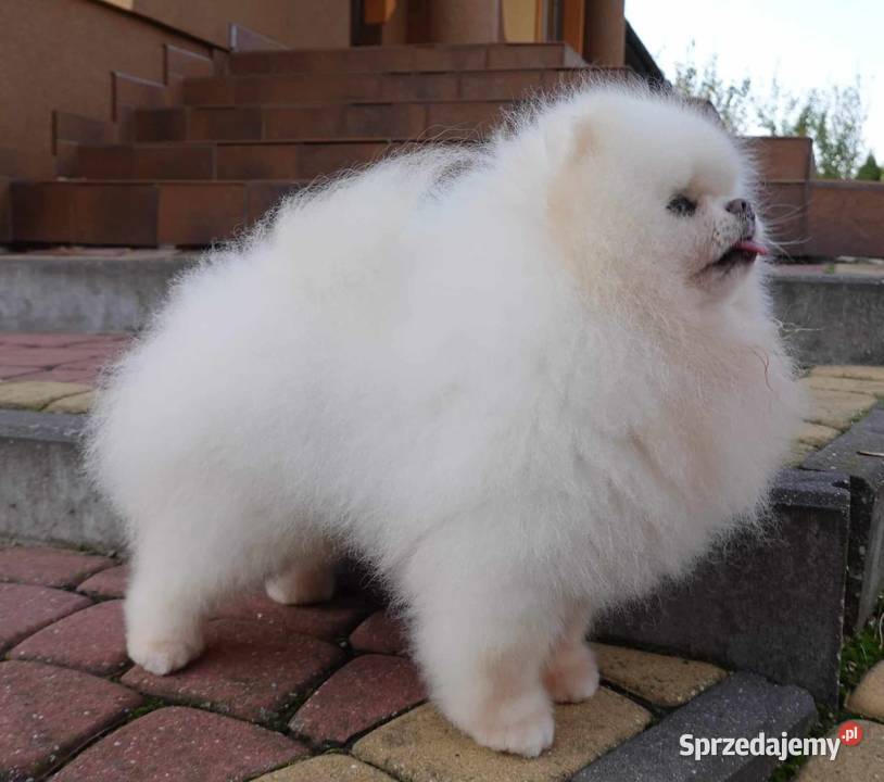 Szpic miniaturowy pomeranian w typie misia Bielsko-Biała