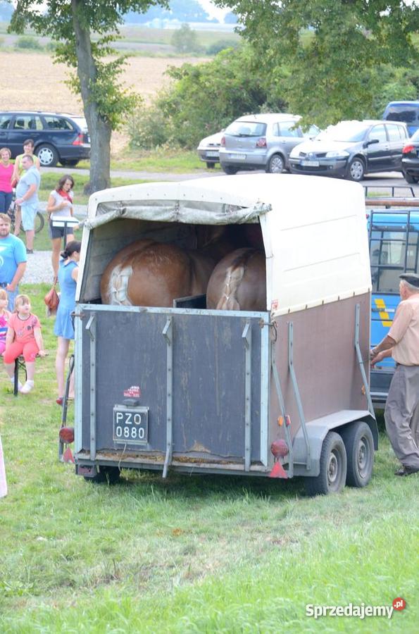 parę zaprzęgową koniekoń konie konia Środa Wielkopolska