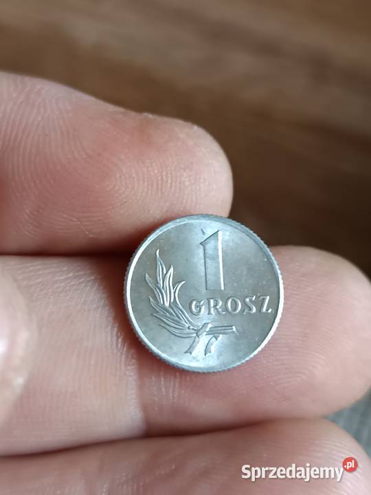 Sprzedam 1 grosz 1949 ccc Chełm