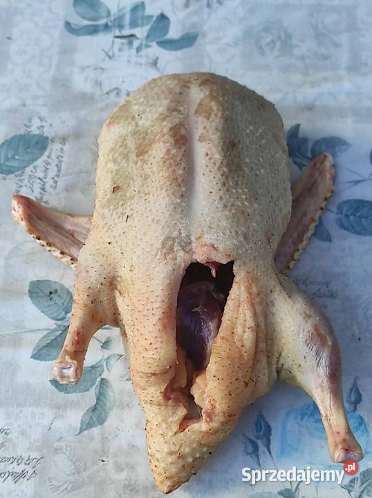 Drób ekologiczny świętokrzyskie Busko-Zdrój sprzedam