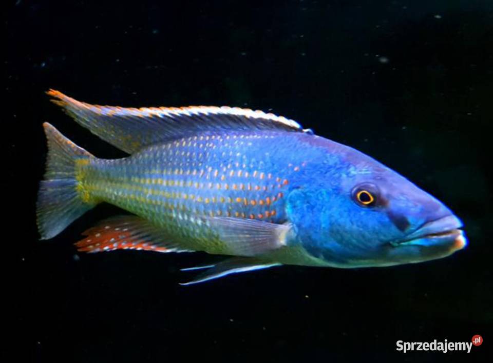 Champsochromis spilorhynchus WYSYŁKA NA TEREN Ryby Gdańsk