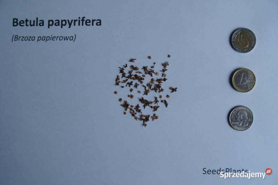 BRZOZA PAPIEROWA Betula papyrifera NASIONA 10000 Lubanie